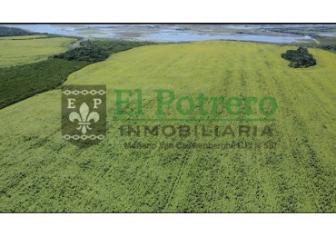 163 hectareas en Mojones